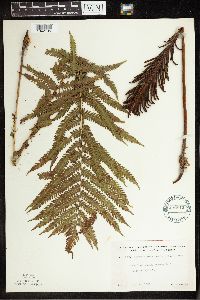 Matteuccia struthiopteris image