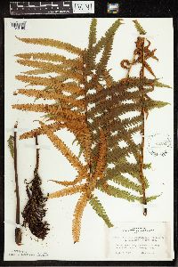 Matteuccia struthiopteris image