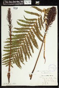 Matteuccia struthiopteris image