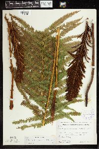 Matteuccia struthiopteris image
