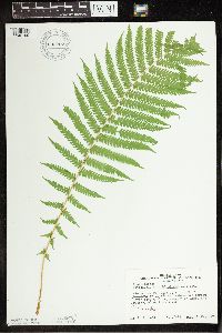 Matteuccia struthiopteris image