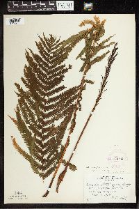 Matteuccia struthiopteris image