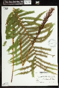 thumbnail image of current specimen