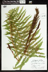 Matteuccia struthiopteris image