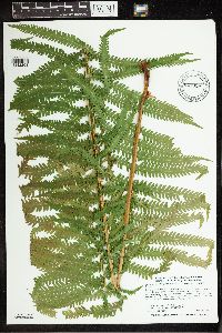 Matteuccia struthiopteris image
