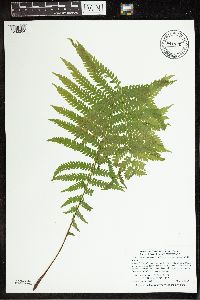 Matteuccia struthiopteris image