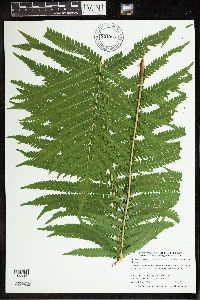 Matteuccia struthiopteris image