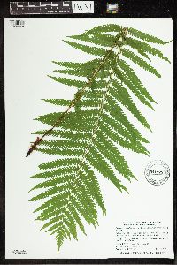 Matteuccia struthiopteris image