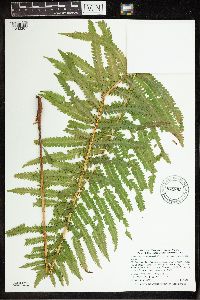 Matteuccia struthiopteris image