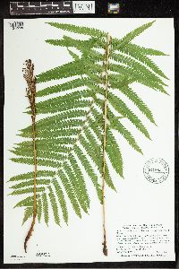 Matteuccia struthiopteris image