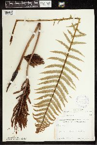 Matteuccia struthiopteris image