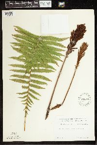 Matteuccia struthiopteris image