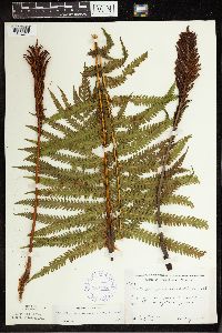 Matteuccia struthiopteris image