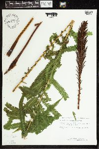 Matteuccia struthiopteris image