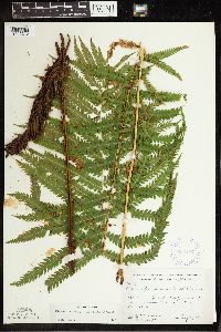 Matteuccia struthiopteris image