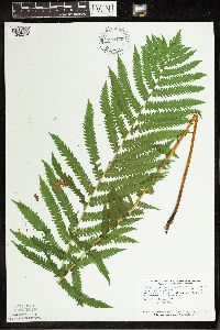 Matteuccia struthiopteris image
