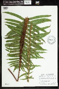 Matteuccia struthiopteris image