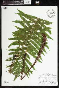 Matteuccia struthiopteris image