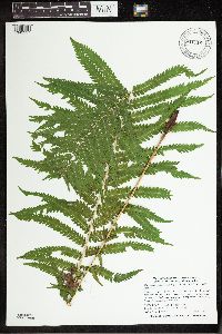 Matteuccia struthiopteris image