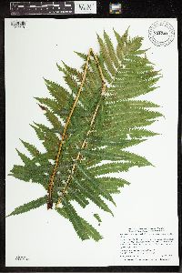 Matteuccia struthiopteris image