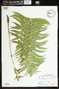 Matteuccia struthiopteris image