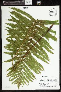 Matteuccia struthiopteris image