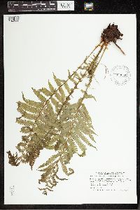 Matteuccia struthiopteris image