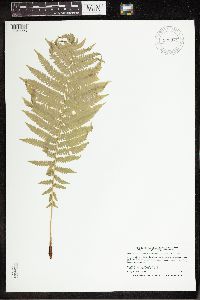 Matteuccia struthiopteris image