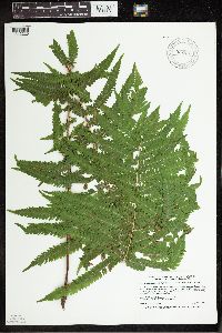 Matteuccia struthiopteris image