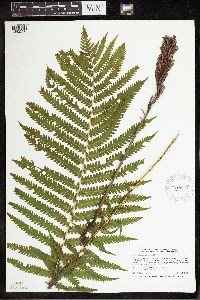 Matteuccia struthiopteris image