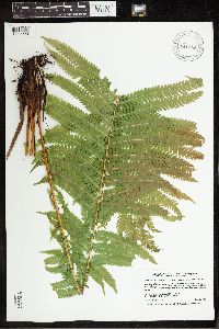 Matteuccia struthiopteris image