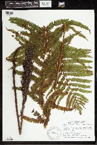 Matteuccia struthiopteris image