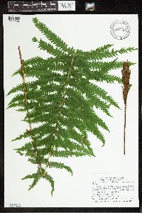 Matteuccia struthiopteris image