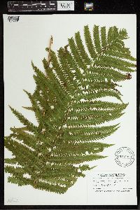 Matteuccia struthiopteris image