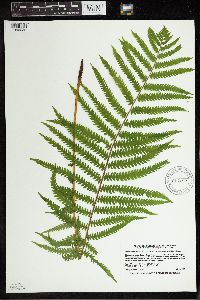 Matteuccia struthiopteris image
