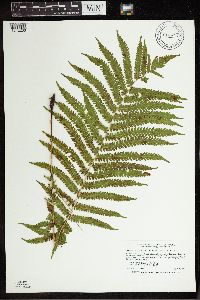 Matteuccia struthiopteris image