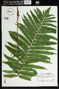 Matteuccia struthiopteris image