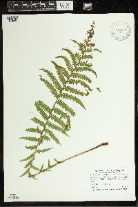 Matteuccia struthiopteris image