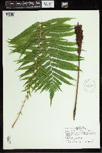 Matteuccia struthiopteris image
