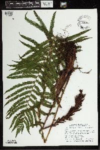 Matteuccia struthiopteris image