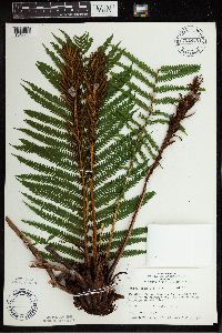 Matteuccia struthiopteris image