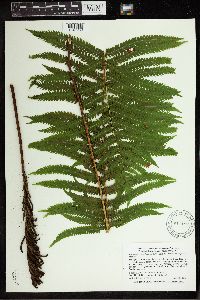 Matteuccia struthiopteris image