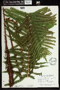Matteuccia struthiopteris image