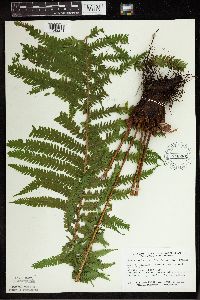 Matteuccia struthiopteris image