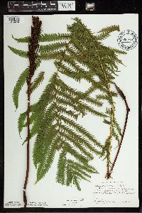 Matteuccia struthiopteris image