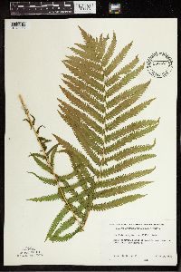 Matteuccia struthiopteris image
