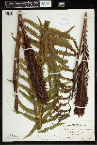 Matteuccia struthiopteris image
