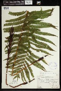 Matteuccia struthiopteris image