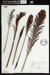 Matteuccia struthiopteris image