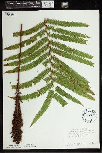 Matteuccia struthiopteris image